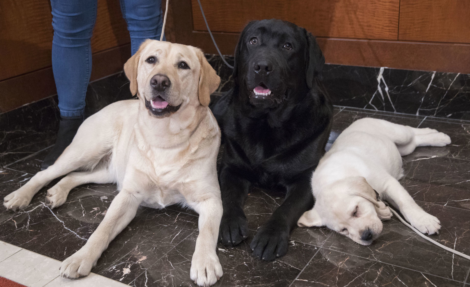 1. Retrievers (Labrador)